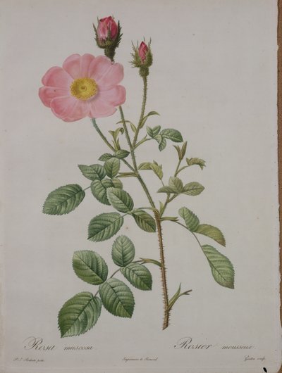 Rosa muscosa (mosroos), gegraveerd door Gouten, uit 